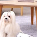 주식회사 본케어 네이버블로그