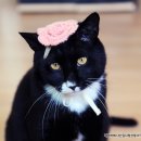 (주)복다