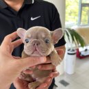 쥬쥬퍼피 이미지