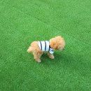 도그조아 이미지