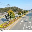 완도호랑가시나무 가로수길 | 완도호랑가시나무 해안 경관 숲 조성한다!