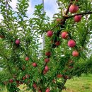 지인농장2 이미지