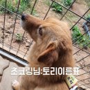 0703-0709 이름표 사료 간식 손소독제 배변패드 식기 쿨링스카프 쿨링타올 샴푸 인형 봉사자식사 봉사자간식및음료 이미지