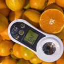 일요일발송!! 오돌도돌 꽃귤!! 타이벡 유라실생 제주감귤~ 이미지