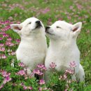 마루마켓 이미지