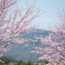 신산공원 | 제주 벚꽃 가족 스냅 사진 촬영 후기 / 명소 신산공원 추천 / 벚꽃 개화시기