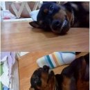 애지중지 이미지