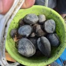 푸른소리오션 이미지