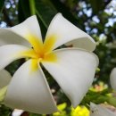 플루메리아 이미지