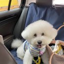 우리고 펫택시 이미지