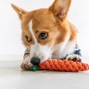 서울88동물의료원 이미지