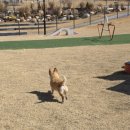 멍멍드림 이미지