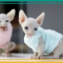도도캣캐터리 | 사람과 고양이가 공존하는 공간, 건강한 고양이분양은 역시 도레미캣 :)