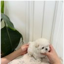 부산강아지분양 퍼피룸 이미지