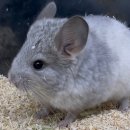 와우펫앤쥬 대구점 | 와우펫앤쥬 대구점 친칠라 '실버' 입고!!!!