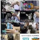 그린덴탈 이미지