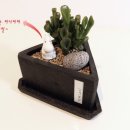 꽃길플랜테리어 이미지