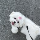 라움펫살롱 이미지