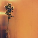 퐁당(Pong dang) 이미지