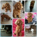 코코펫 살롱 호텔 이미지