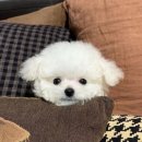 주부9단 | 세븐일레븐 주부9단 훈제치킨 솔직후기🥓🍗