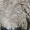 🍒도리성혜.🍒🎶산다는 것, 홍진영.감동글🎶 이미지