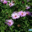 쑥부쟁이 이미지