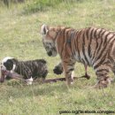 강아지 공화국 이미지