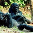 세계 최초 침팬지 Y염색체 완전해독 이미지