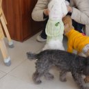 왈왈 살롱 이미지