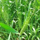 사랑농장 이미지