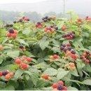 쌍치 농장 이미지