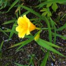 내곡 족구장 이미지