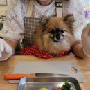 멍멍수제간식 이미지