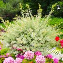 장미정원 이미지