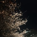 소꽃노리