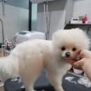 펫살롱케이 이미지