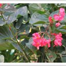 베고니아 이미지