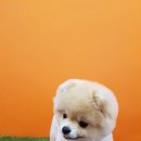 보드랍개 이미지