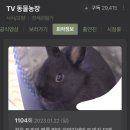 용아농장 이미지