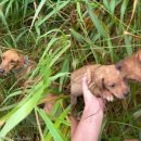 내새끼 펫 이미지