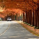 진안 모래재 메타세쿼이어길. 이미지