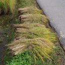 황금이삭 이미지