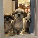 하얀고래 in 백야 이미지