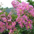 은덕농장 이미지