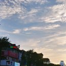 청솔떡방앗간 | 둔산동 떡집 성심기정떡 드디어 구매 성공