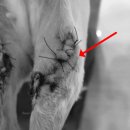 안양비산동물병원 이미지