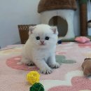 선동물병원(출장진료전문) | 새 식구 맞이, 설렘 반 걱정 반? 냥집사 적응기 A to Z요!