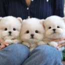 연제구-045 | 부산강아지분양 늘상 함께