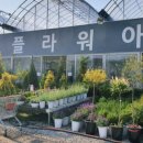 쭈니플라워 이미지